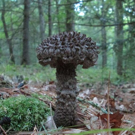 panaeolus cinctulus? - Mushroom Hunting and Identification - Shroomery ...