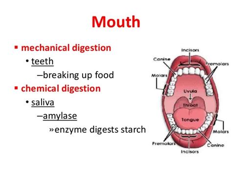 Digestive system