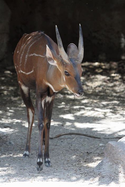 Bauala, Bushbuck do Cape, Bushbuck , Imbabala ou Kéwel (Tragelaphus scriptus) | Animals wild ...