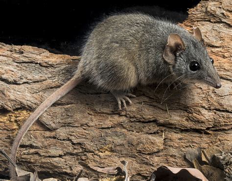 Moving mountains for the antechinus: The importance of food ...