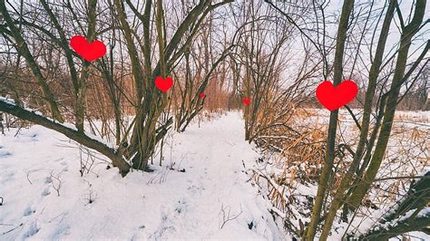 Love Valentines Day Symbol Nature Photo Background And Picture For Free ...