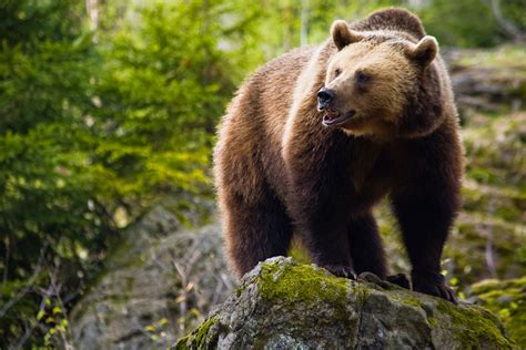 Grizzly Bear Science - GOABC Guide Outfitters Association of British Columbia Canada