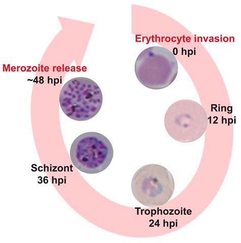 Plasmodium Malariae Ring Stage