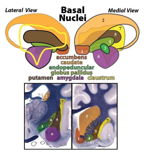 Basal Nuclei