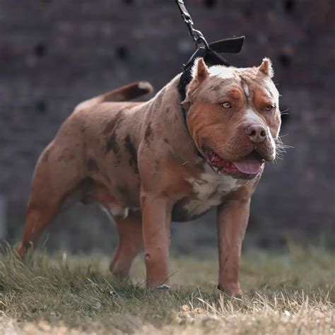 American Bully: A Gentle And Loving Giant Perfect Dog, 60% OFF