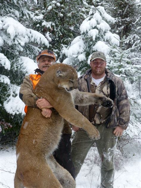 Montana Hunting Outfitter | Best Mountain Lion Hunts | Montana Hunting Outfitter