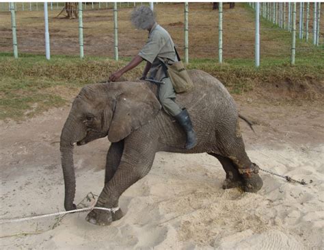 Animal cruelty charges for Knysna Elephant Park - Africa Geographic