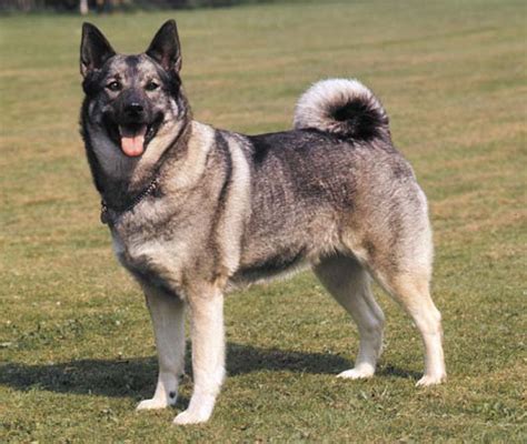 Norwegian Elkhound Info, Temperament, Puppies, Pictures