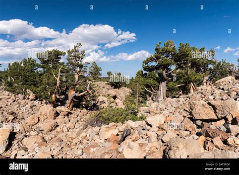 South Park National Heritage Area with Ancient Limber Pine and Bristle Cone Pine Trees. Located ...