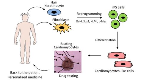 Induced pluripotent stem cells-derivation and applications. Induced ...