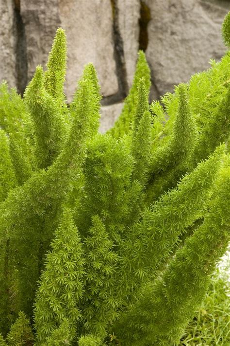 Foxtail Fern, Asparagus densiflorus 'Myers', Monrovia Plant