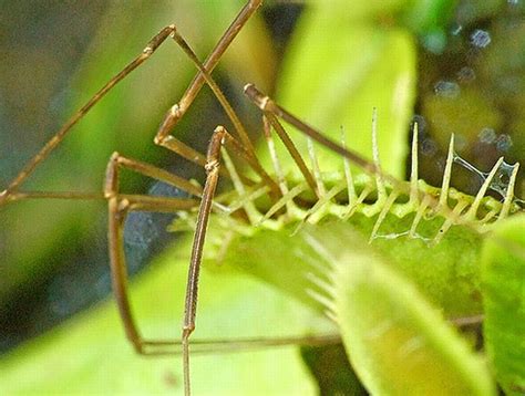 New plant discovered in the Philippines is a giant rat-eating plant ...