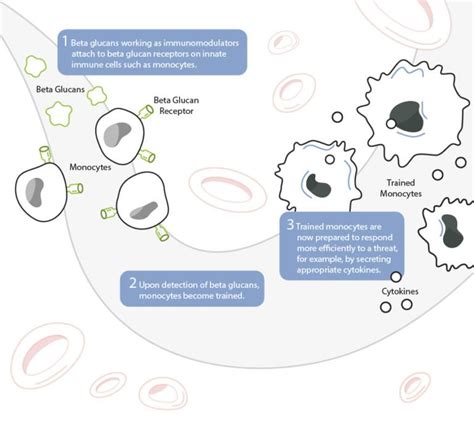 How Yeast Beta Glucan Support the Immune System? - Hiyeast