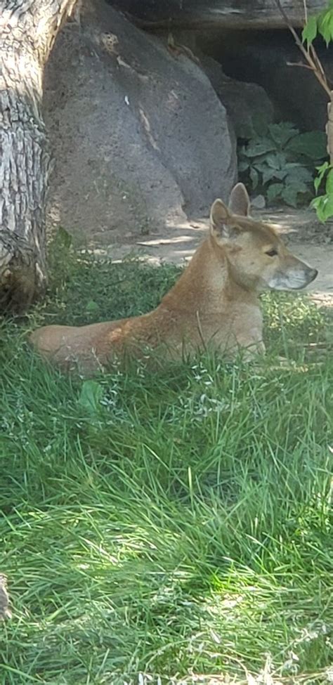 Idaho Falls Zoo at Tautphaus Park - All You Need to Know BEFORE You Go ...