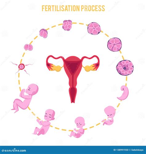 Stages Of Human Fertilization Process