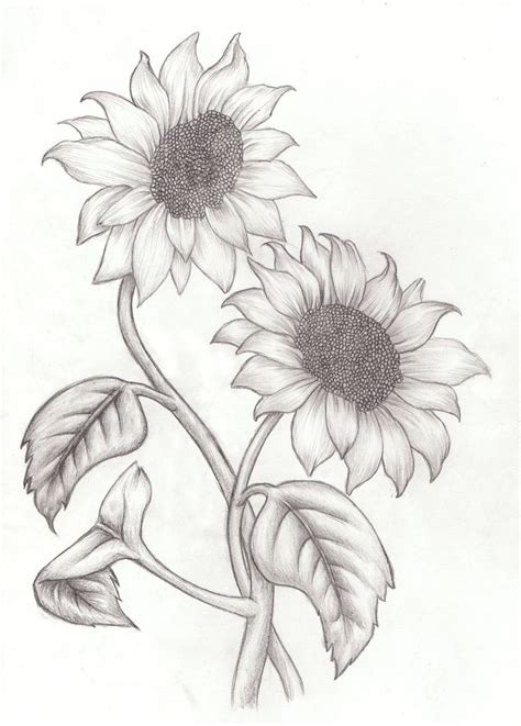 Sunflower Pencil Drawing at GetDrawings | Free download