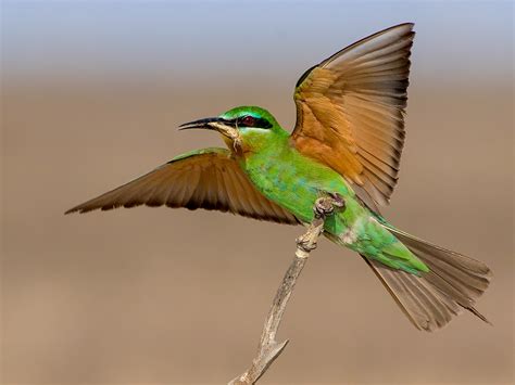 Blue-cheeked Bee-eater - eBird