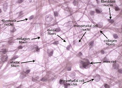 Areolar Loose CT | Human anatomy and physiology, Tissue biology ...