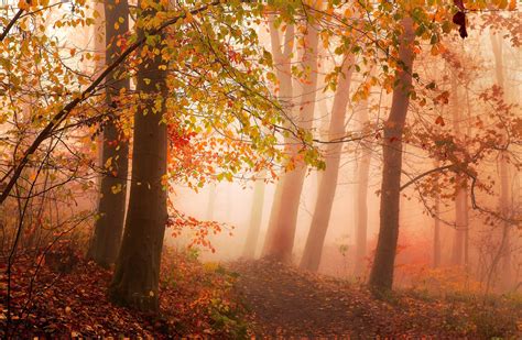 photography, Nature, Landscape, Morning, Mist, Sunlight, Forest, Fall ...