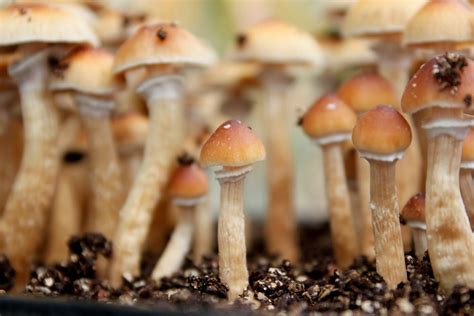 Psilocybe cubensis / golden teacher + banisteriopsis caapi - Mushroom Cultivation - Shroomery ...