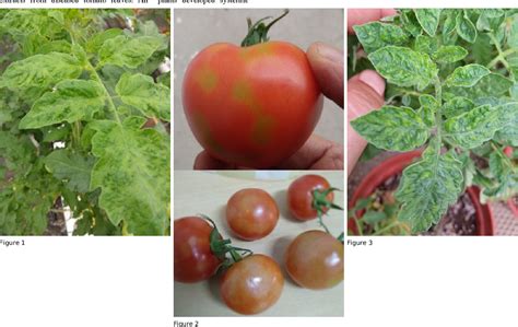 [PDF] First report of Tomato brown rugose fruit virus on tomato in Turkey | Semantic Scholar