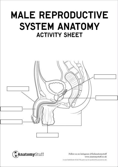 Male Reproductive System Anatomy Activity Sheet PDF