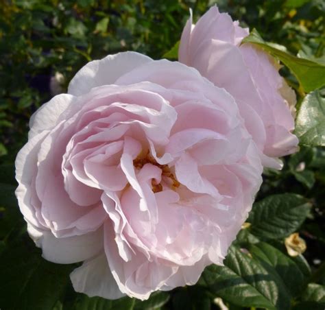 Buy Rosa Heritage online from Jacksons Nurseries | Showy flowers, English roses, Rose