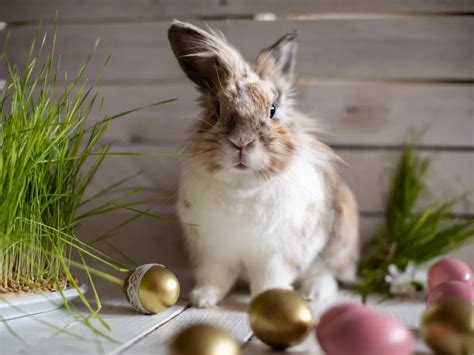 The Ancient Origins of the Easter Bunny | Smithsonian