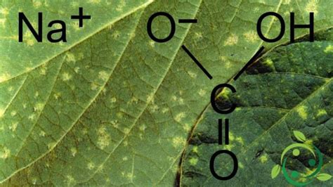 Baking soda as a natural fungicide, uses and methods