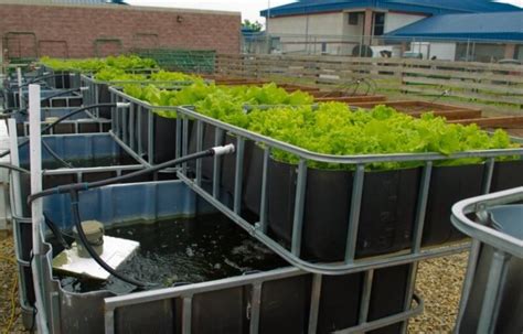 Building an Aquaponics Fish Tank - HowtoAquaponic