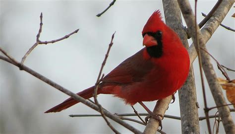 Five Fun Facts About Northern Cardinals - Forest Preserves of Cook County