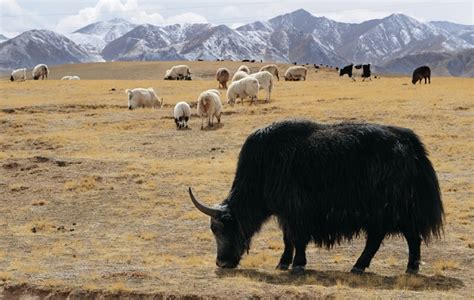 Climate Change, Not Grazing, Destroying the Tibetan Plateau | ChinaFile