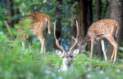 Chail Wildlife Sanctuary - Himachal Photo Gallery