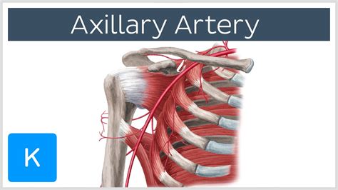 Subscapular Artery