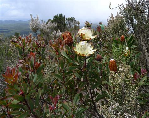 The Magnificent Flora of Kilimanjaro | SENE