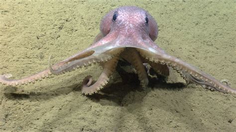 Decoding Octopus Species, One Wart at a Time - The New York Times