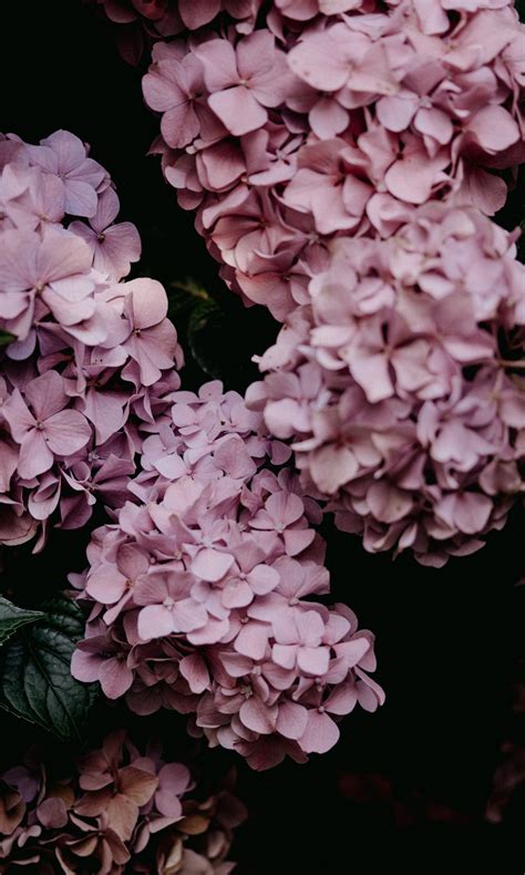 Pink hydrangea, pink Wallpaper 1200x2000 Samsung Galaxy Tab A7 10.4, S6 Lite / Huawei MatePad 10 ...