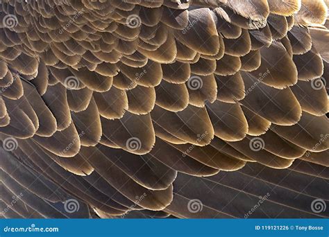 Feathers Royalty-Free Stock Photography | CartoonDealer.com #73784777