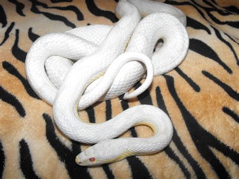 This is a Motley Snow Corn Snake....can't wait to get my own! | Corn snake, Pet snake, Beautiful ...