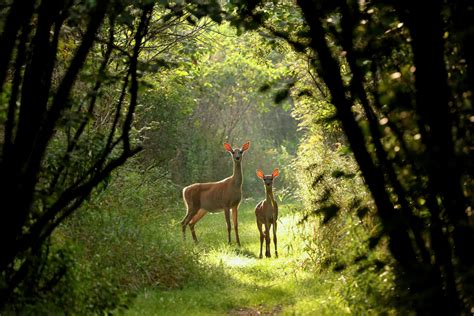 Moral Motivations For Wildlife Conservation - Texas A&M Today