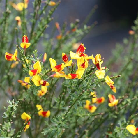 Burkwood Scotch Broom | Plant Addicts