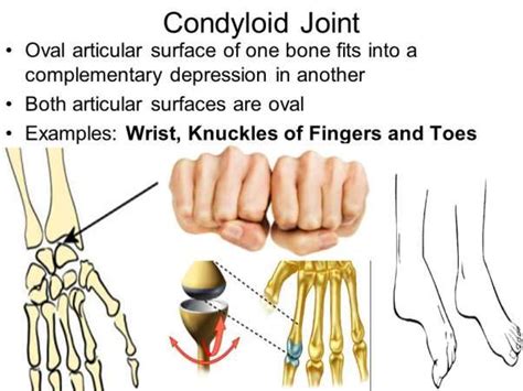 Condyloid Joint Diagram