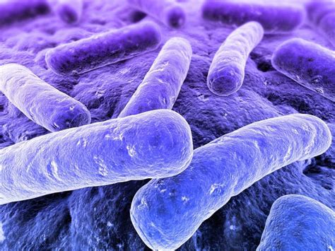 Listeria: 10 Listeria Symptoms