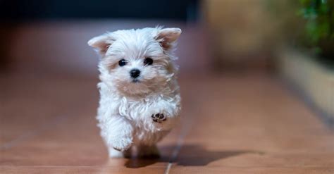 Top 9 Prettiest and Cutest Dog Breeds - A-Z Animals