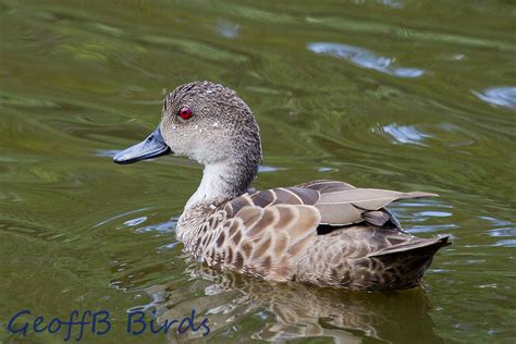 Duck Grey-Teal-Duck-IMG_1767 | Grey Teal Duck | Geoff Brown | Flickr