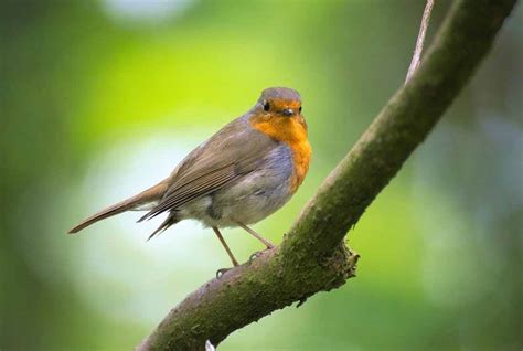 The Most Beautiful Bird Song - Nightingale Singing At Sunrise