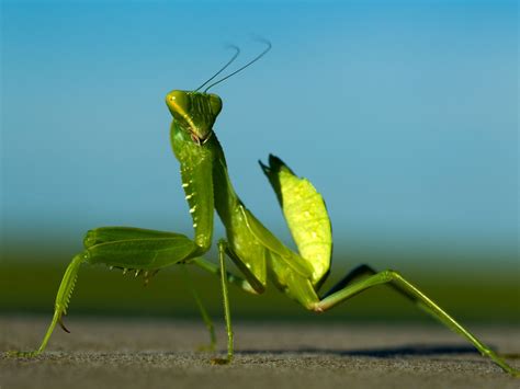 Giant African Mantis Green