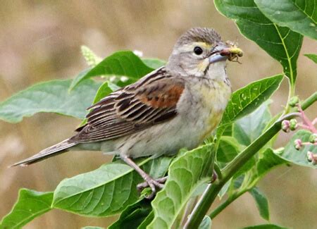 Dickcissel | American Bird Conservancy