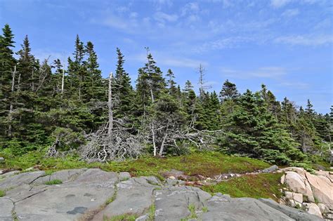 Earthwatch 1: Counting crowberry – Notes from a California naturalist