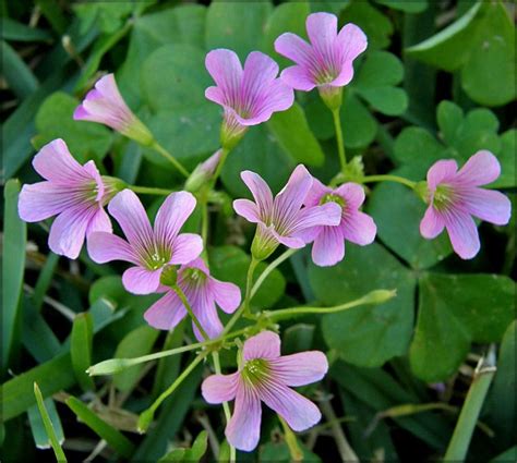 Wood Sorrel (Oxalis Violacea) | The leaves, flowers, and bulbs of Wood Sorrel are edible and ...